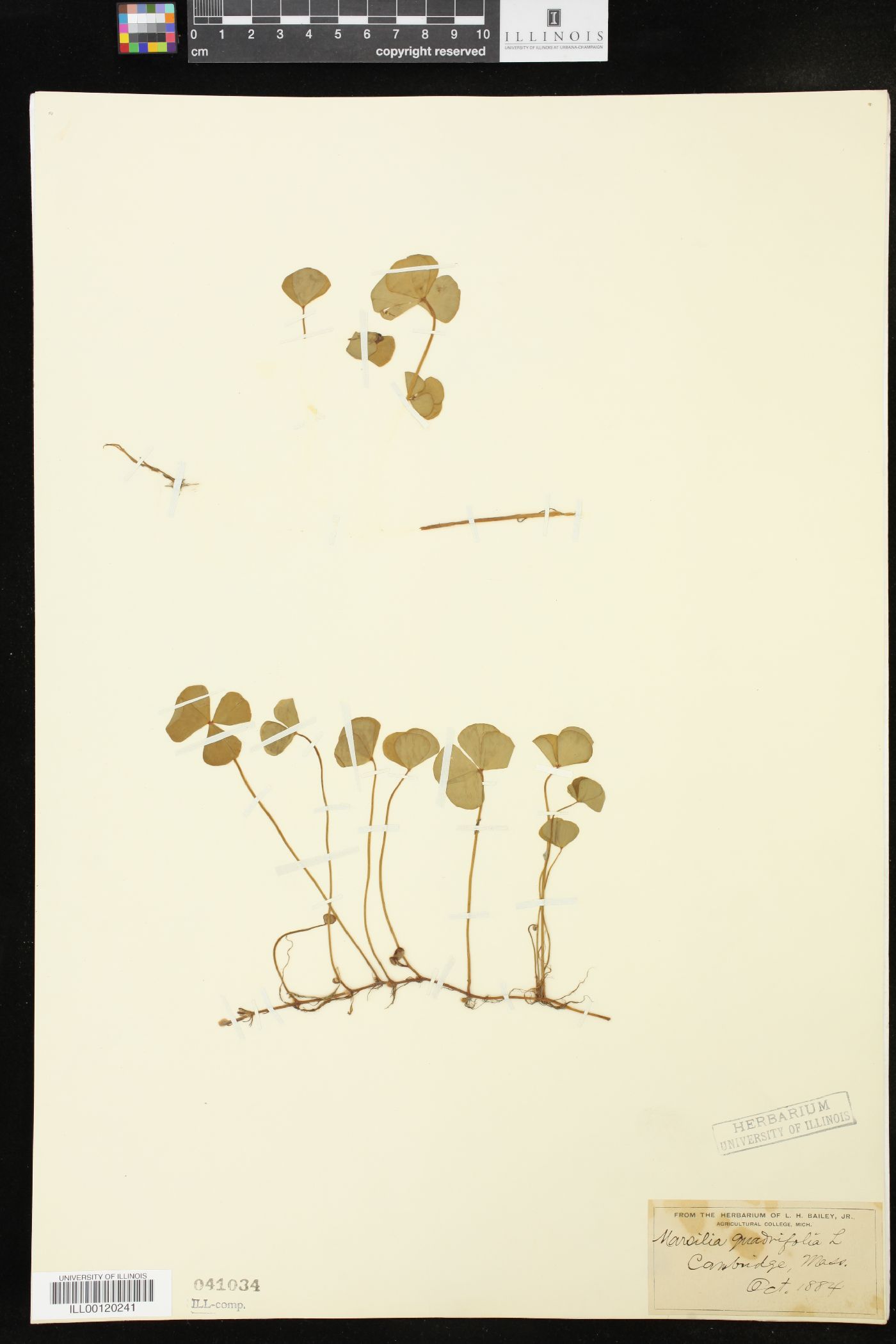 Marsilea quadrifolia image