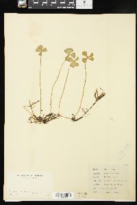 Marsilea quadrifolia image