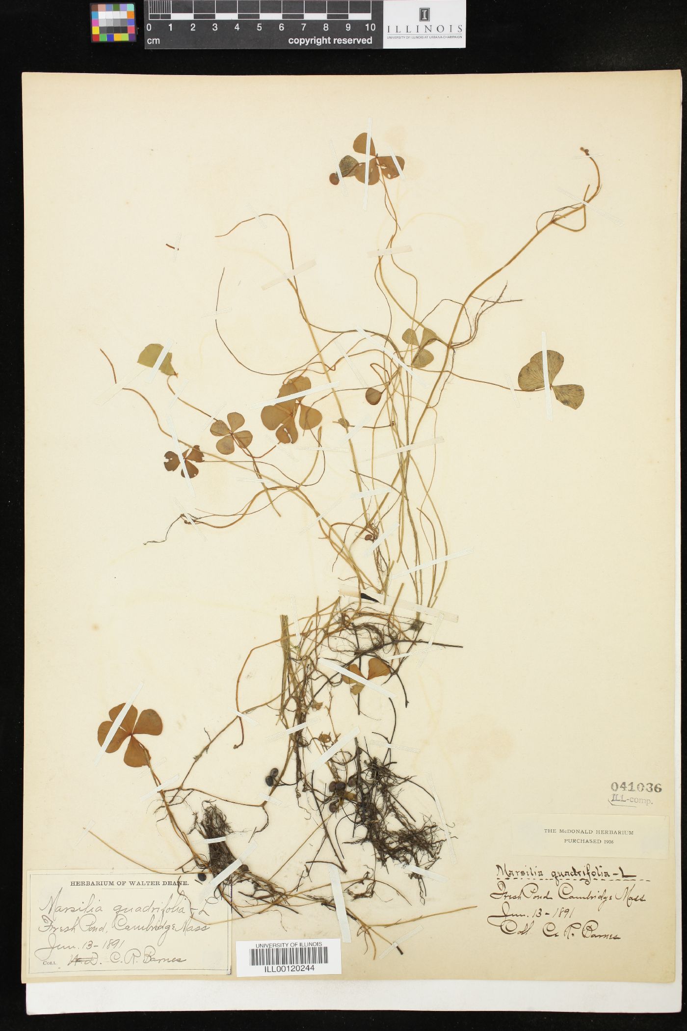 Marsilea quadrifolia image