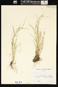 Carex tetanica image