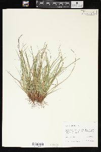 Carex umbellata image