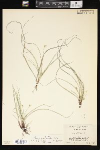 Carex umbellata image