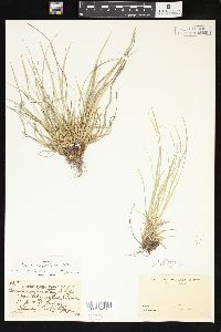 Carex umbellata image