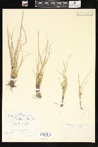 Carex umbellata image