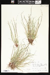 Carex umbellata image