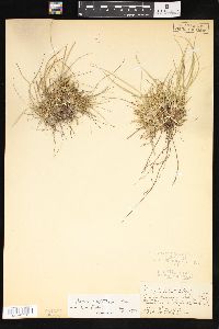 Carex umbellata image