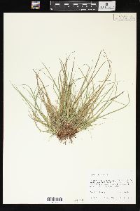 Carex umbellata image