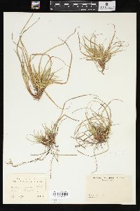 Carex umbellata image