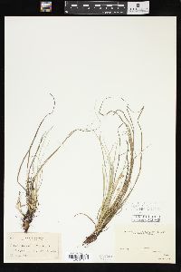 Carex umbellata image