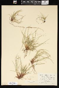 Carex umbellata image