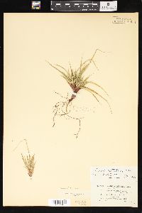 Carex umbellata image