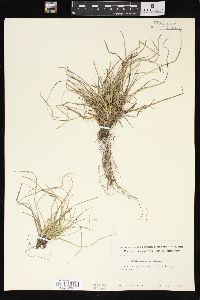 Carex umbellata image