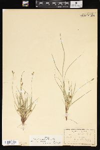 Carex umbellata image