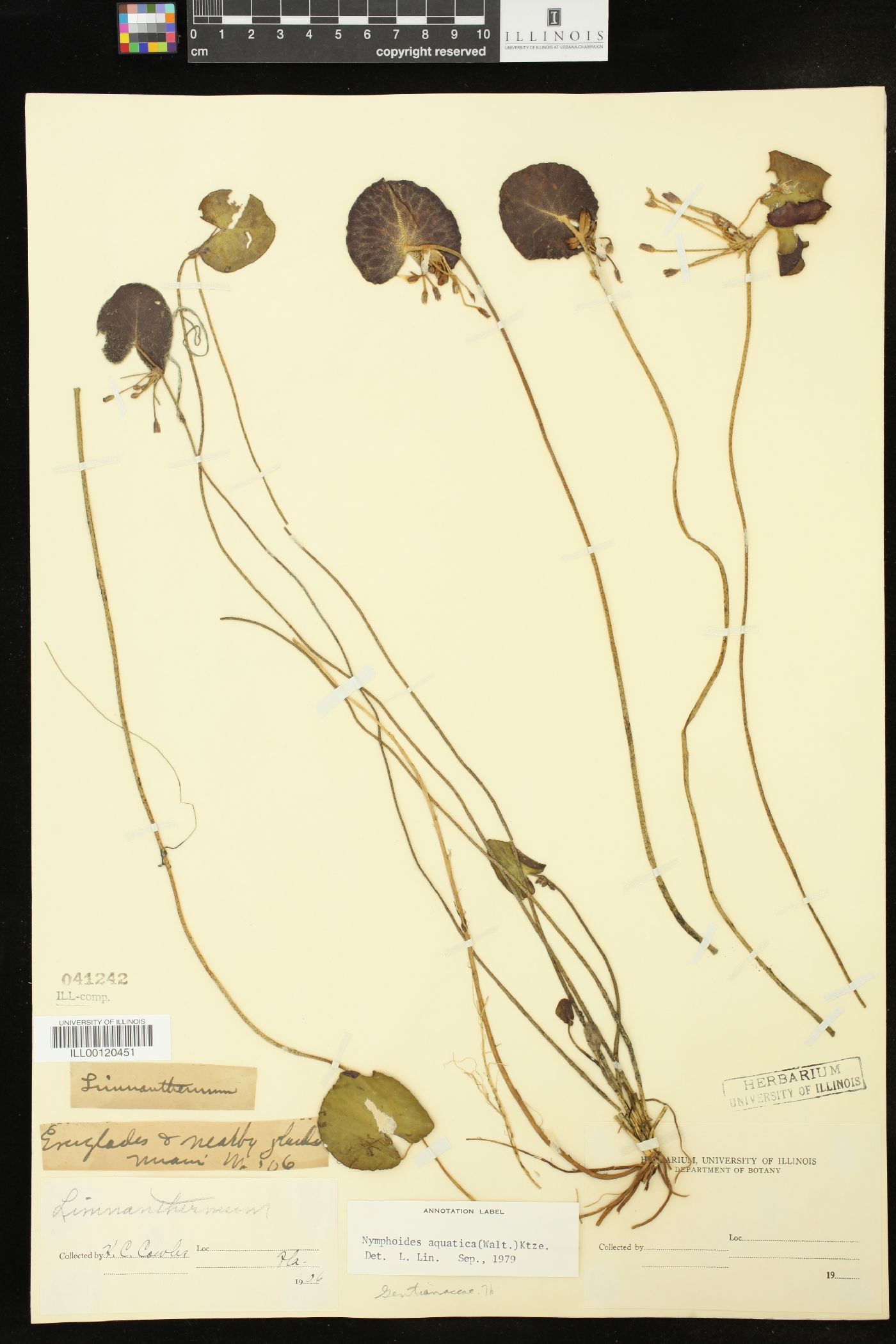 Nymphoides aquatica image