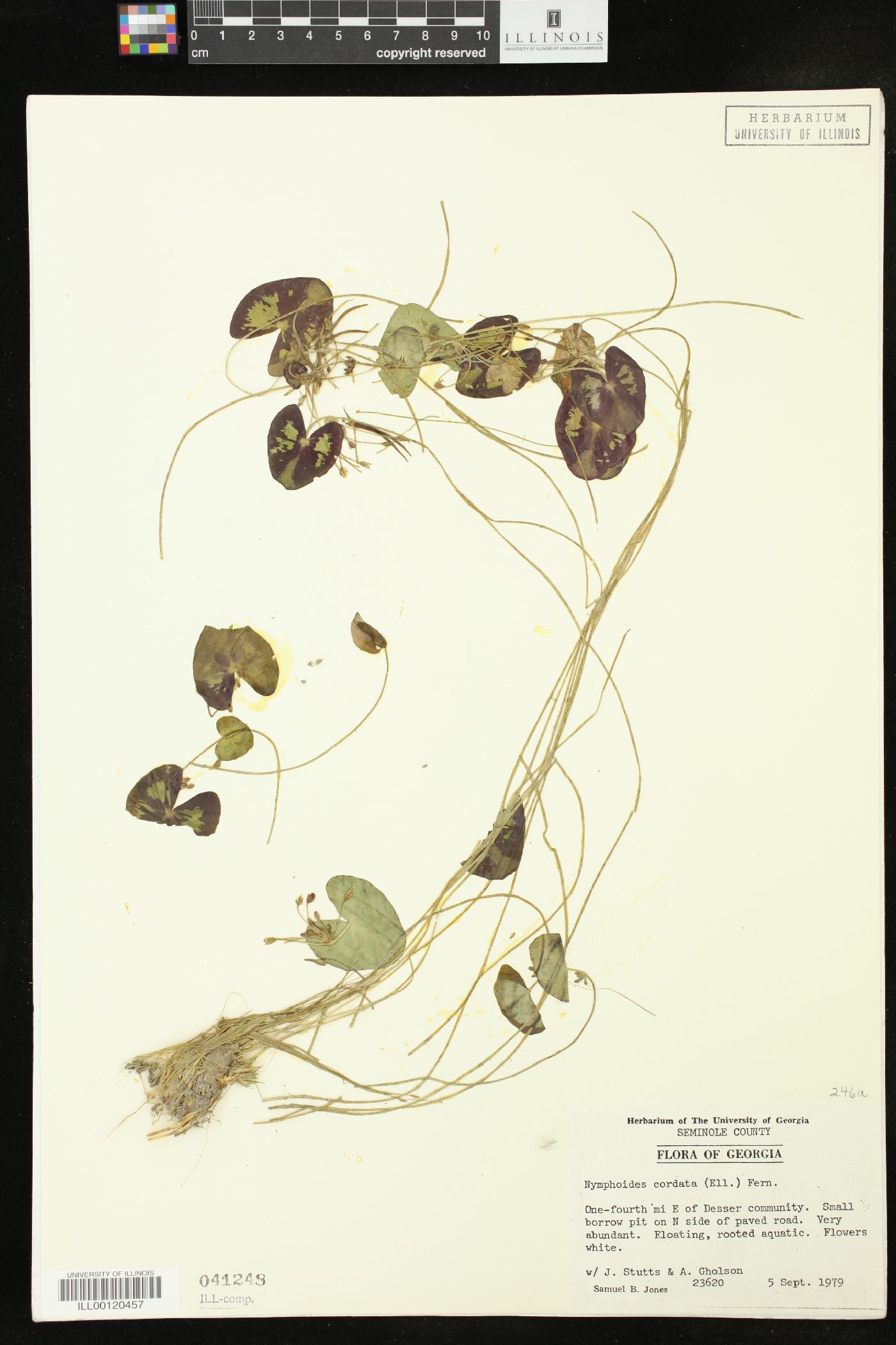 Nymphoides cordata image