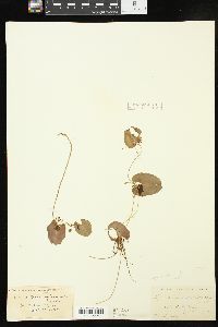 Nymphoides cordata image