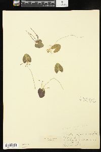 Nymphoides cordata image