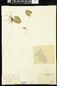 Nymphoides cordata image