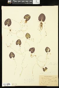 Nymphoides cordata image