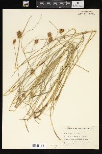 Carex unilateralis image