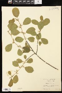 Frangula alnus image