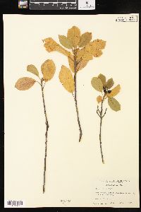 Frangula alnus image