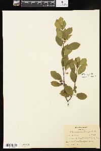 Frangula alnus image