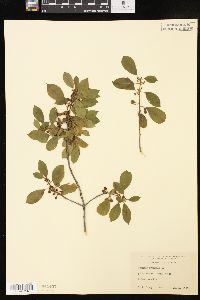 Frangula alnus image