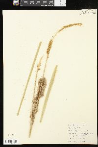 Typha angustifolia image