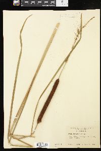 Typha angustifolia image