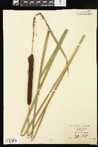 Typha angustifolia image