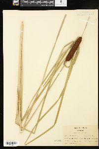 Typha angustifolia image