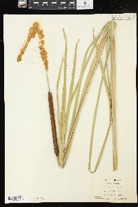 Typha angustifolia image