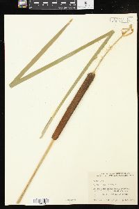 Typha angustifolia image