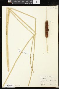 Typha angustifolia image