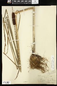 Typha angustifolia image