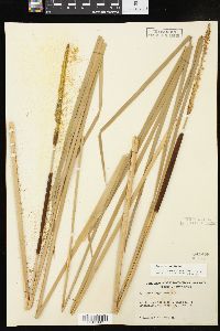 Typha angustifolia image