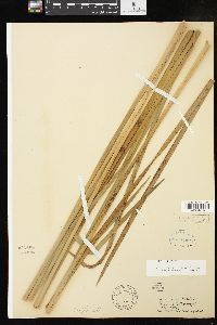 Typha angustifolia image