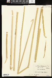 Typha domingensis image