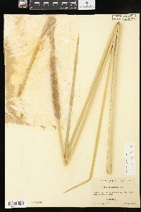 Typha domingensis image