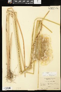 Typha domingensis image