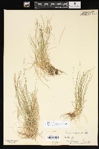 Carex albicans image