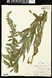 Solidago altissima subsp. altissima image