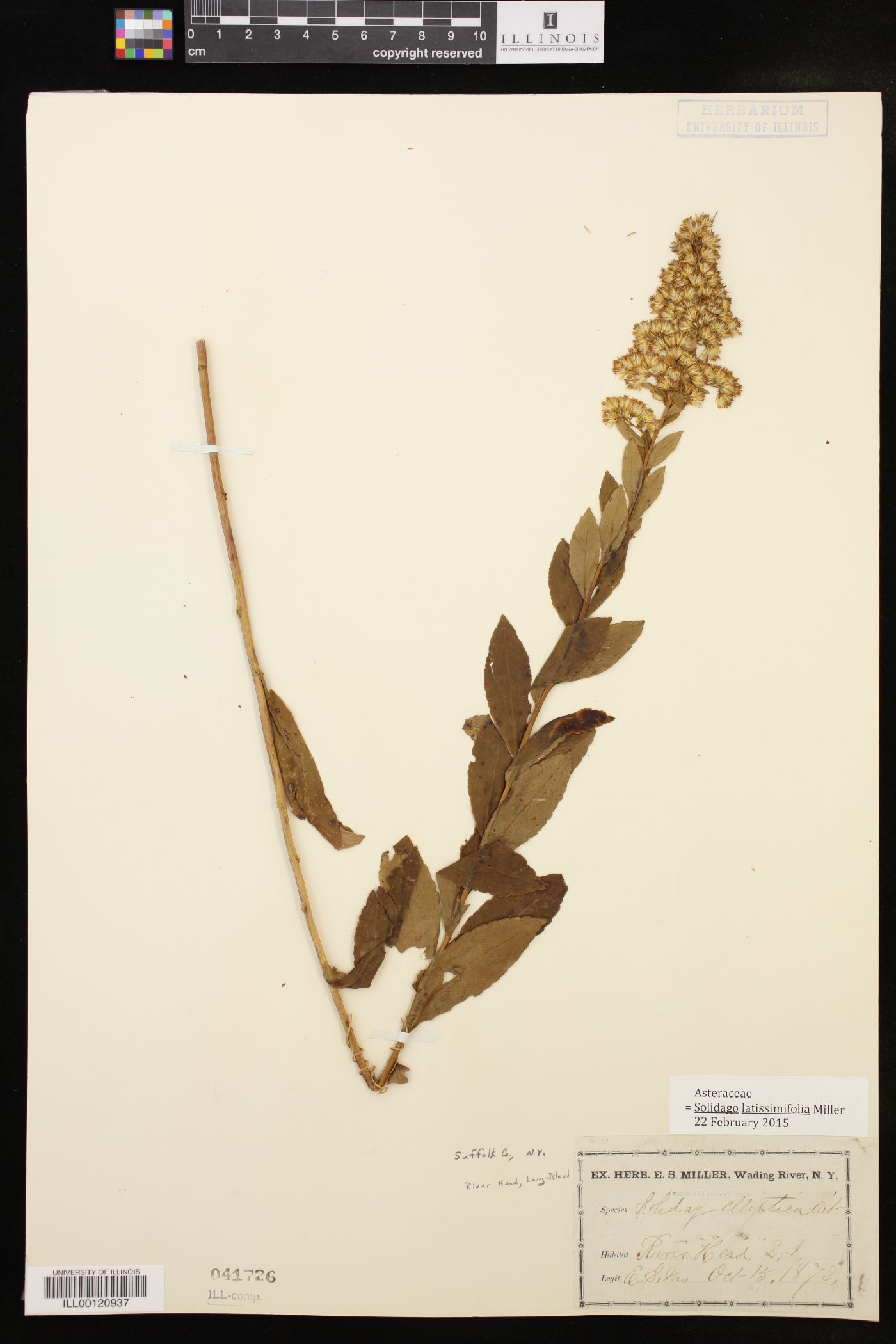 Solidago latissimifolia image