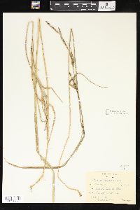 Carex vesicaria image