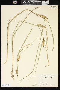 Carex vesicaria image