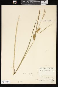 Carex vesicaria image