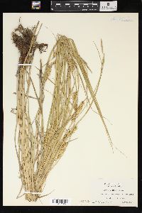 Carex vesicaria image