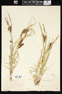 Carex vesicaria image