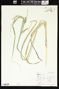 Carex vesicaria image